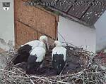 Capi_Dubne_20250717_125502.jpg