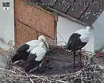 Capi_Dubne_20250717_130003.jpg