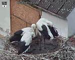 Capi_Dubne_20250717_130502.jpg