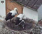 Capi_Dubne_20250717_131003.jpg