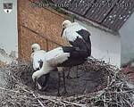 Capi_Dubne_20250717_135003.jpg