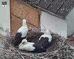 Capi_Dubne_20250717_140002.jpg