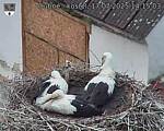 Capi_Dubne_20250717_141503.jpg
