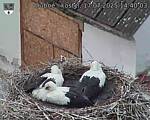 Capi_Dubne_20250717_144003.jpg