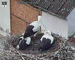Capi_Dubne_20250717_145002.jpg