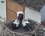 Capi_Dubne_20250717_150003.jpg