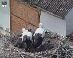 Capi_Dubne_20250717_150503.jpg