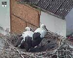 Capi_Dubne_20250717_151003.jpg