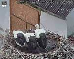 Capi_Dubne_20250717_152003.jpg