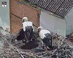 Capi_Dubne_20250717_152502.jpg