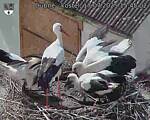 Capi_Dubne_20250717_154502.jpg