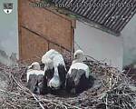 Capi_Dubne_20250717_160503.jpg