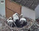 Capi_Dubne_20250717_162002.jpg