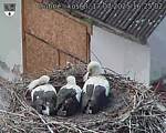 Capi_Dubne_20250717_162502.jpg