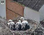 Capi_Dubne_20250717_164003.jpg