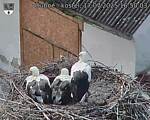 Capi_Dubne_20250717_165003.jpg