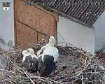 Capi_Dubne_20250717_170002.jpg