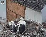 Capi_Dubne_20250717_170502.jpg