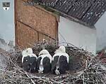 Capi_Dubne_20250717_171002.jpg