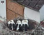 Capi_Dubne_20250717_172003.jpg