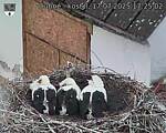 Capi_Dubne_20250717_172502.jpg