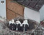 Capi_Dubne_20250717_173003.jpg