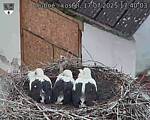 Capi_Dubne_20250717_174003.jpg