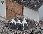Capi_Dubne_20250717_175003.jpg