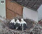Capi_Dubne_20250717_175503.jpg