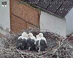 Capi_Dubne_20250717_180003.jpg