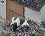Capi_Dubne_20250717_181003.jpg