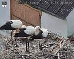 Capi_Dubne_20250717_183002.jpg