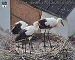 Capi_Dubne_20250717_184003.jpg