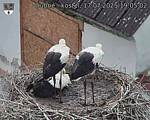 Capi_Dubne_20250717_190502.jpg