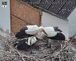 Capi_Dubne_20250717_191003.jpg