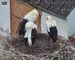 Capi_Dubne_20250717_194502.jpg
