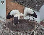 Capi_Dubne_20250717_195503.jpg