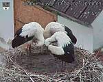 Capi_Dubne_20250717_200003.jpg
