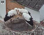 Capi_Dubne_20250717_200503.jpg