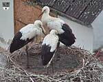 Capi_Dubne_20250717_201503.jpg