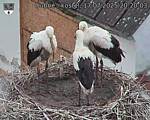 Capi_Dubne_20250717_202003.jpg