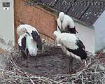 Capi_Dubne_20250717_204003.jpg
