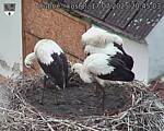 Capi_Dubne_20250717_204503.jpg