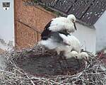 Capi_Dubne_20250717_205002.jpg