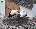 Capi_Dubne_20250717_205503.jpg
