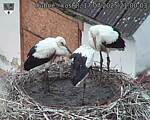 Capi_Dubne_20250717_210003.jpg