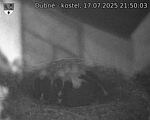 Capi_Dubne_20250717_215003.jpg