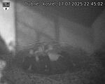 Capi_Dubne_20250717_224502.jpg