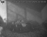 Capi_Dubne_20250717_225502.jpg