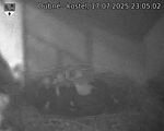 Capi_Dubne_20250717_230502.jpg